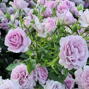 Meet your Posher, Sarai